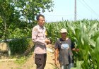 Polsek Wungu Dukung Ketahanan Pangan Melalui Pendampingan Petani Jagung